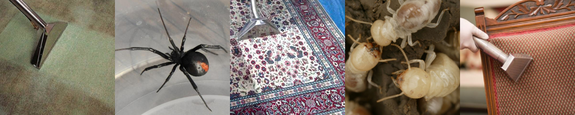 A & T Carpet Cleaning & Pest Managment-Header